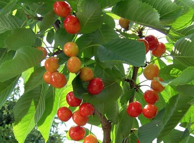 Süßkirsche Kirsche Prunus avium ´Große Prinzessinkirsche´ Buschbaum 150 cm im Cont.
