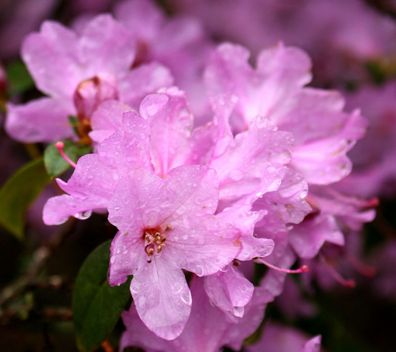 Rhododendron ´Praecox´ 25 - 30 cm, im Container Frühblüher
