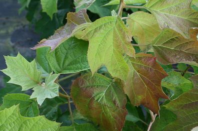 Eichenblättrige Hortensie Hydrangea quercifolia 40 - 60 cm im Container