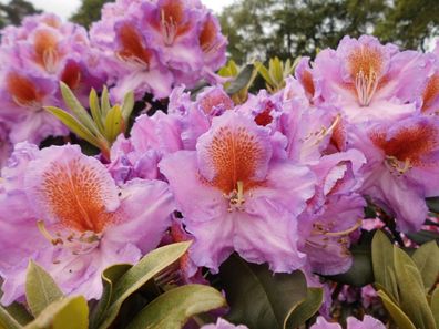 Rhododendron ‚Tanaga‘ ® - Inkarho 30 - 40 cm im Container
