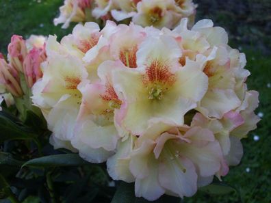 Rhododendron ‚Marylou' ® - Inkarho 30 - 40 cm im Container