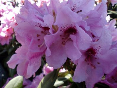 Rhododendron ‚Frühlingsbeginn‘ ® - Inkarho 30 - 40 cm im Container