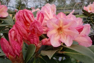 Rhododendron ‚Malvine‘ ® - Inkarho 40 - 50 cm im Container