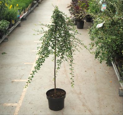 Immergrünes Stämmchen Cotoneaster suecicus ´Coral Beauty´ Stammhöhe 100 cm im Topf