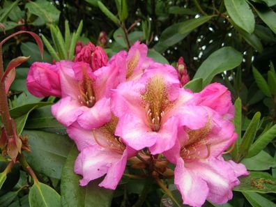 Rhododendron ´Duke of York´ ® - Inkarho 40 - 50 cm im Container