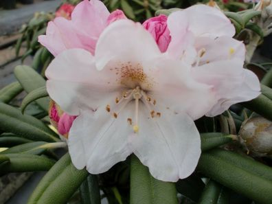Rhododendron yakushimanum 'Makiyak'® Inkarho 20 - 25 cm im Container