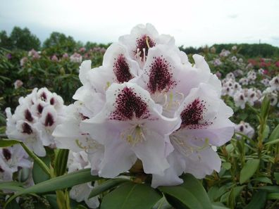 Rhododendron ‚Calsap‘ ® - Inkarho 30 - 40 cm im Container