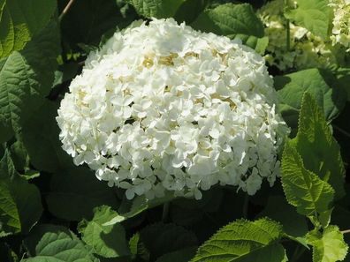 Hortensie Annabelle´ Hydrangea arborescens Waldhortensie 40-60 cm im 5 Liter Topf