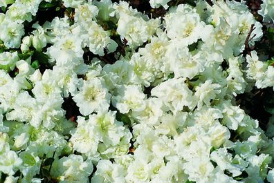 Rhododendron obt. JapanAzalea 'Eisprinzessin'® Azalee 30 - 40 cm im Container