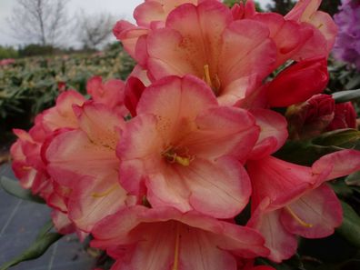 Rhododendron yakushimanum ´Barbarella´® Inkarho 20 - 25 cm im Container
