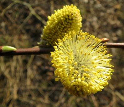 Salweide, Salix caprea ´Mas´ männliche Weide Bienenweide, 60-100 cm im Container