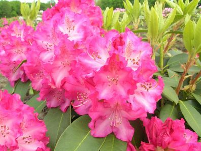 Rhododendron ‚Passion´ ® - Inkarho 40 - 50 cm im Container