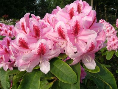 Rhododendron ´Furnivall´s Daughter´ ® - Inkarho 40 - 50 cm im Container