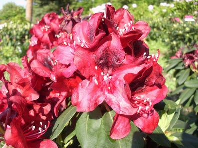 Rhododendron ‚Matador ® - Inkarho 40 - 50 cm im Container