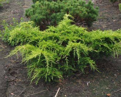 Wacholder Juniperus media ´Old Gold´ Bodendecker 20 - 25 cm 2-Liter Container