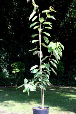 Süßkirsche Kirschbaum Kirsche Prunus avium ´Sunburst´ Buschbaum 150 cm im Container