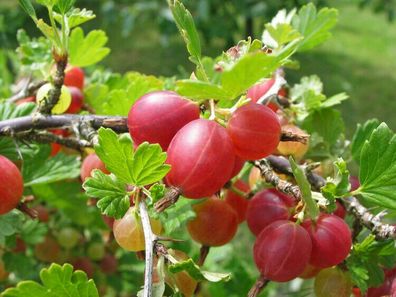 Stachelbeere Ribes uva-crispa ´Redeva´ 40-60 cm im 3 Liter Container