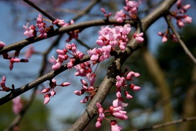 Judasbaum Cercis siliquastrum 60 - 80 cm im Container