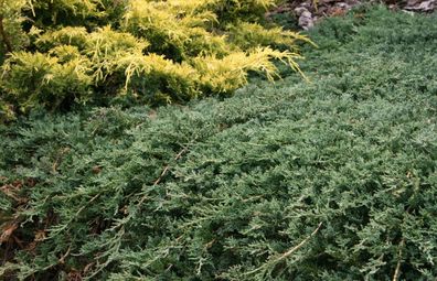 Blauer Teppichwacholder Juniperus horizontalis 'Glauca' 20-25 cm 2 l Container