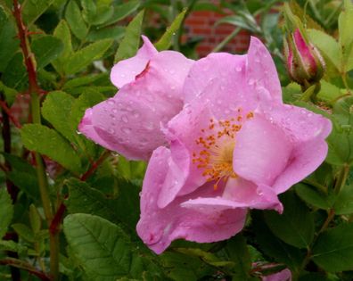 Rosa blanda Wildrose Labrador-Rose Eschenblättrige Rose 40-60 cm im Container