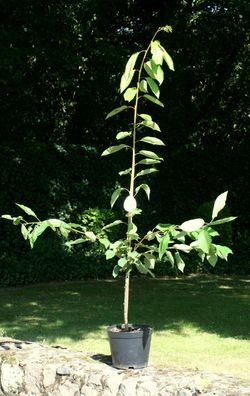 Süßkirsche Kirsche Prunus avium´Schneiders Späte Knorpelkirsche´ Buschbaum 150 cm Co.
