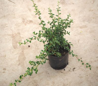 5 Immergrüne Bodendecker Cotoneaster x suecius´Coral Beauty´ 20-30 cm im 1-Liter Topf