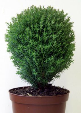 Thuja occidentalis ´Teddy´ Lebensbaum 20 - 25 cm im 2 Liter Container
