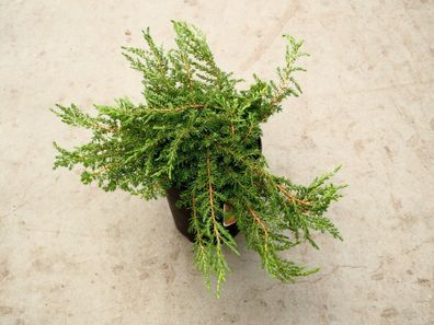 Wacholder Kriechwacholder Juniperus 'Green Carpet' 30-40 cm im Container
