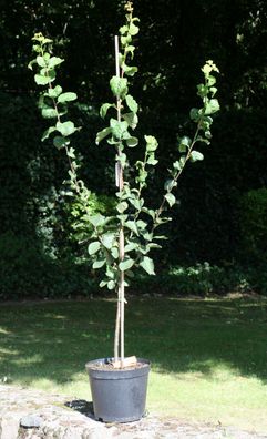 Pflaumenbaum Pflaume Hauspflaume Prunus dom. ´Ontario´ 150 cm im Container