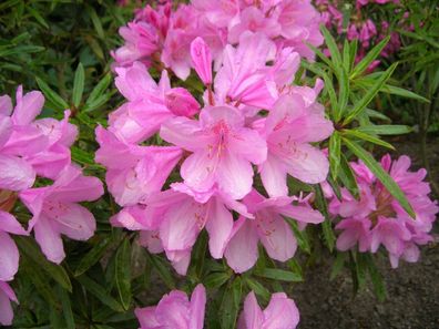 Rhododendron ponticum ´Graziella´® Inkarho 40 - 50 cm im Container
