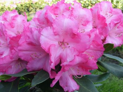 Rhododendron ‚Romilda‘ ® - Inkarho 40 - 50 cm im Container