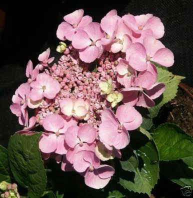 Hortensie Bauernhortensie Hydrangea macrophylla ´Messalina´ 30-40 cm im Con.