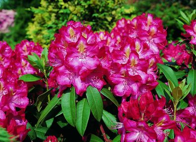 Rhododendron ´Junifeuer´ ® - Inkarho 40 - 50 cm im Container
