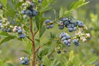 Heidelbeere Blaubeere Vaccinium myrtillus 'Bluecrop' 30 - 40 cm im Container