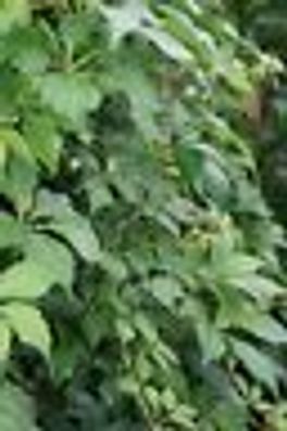 Wilder Wein, Parthenocissus quinquefolia 60 - 100 cm C2