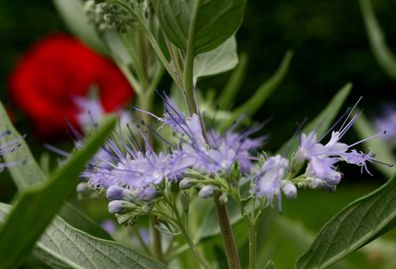 Bartblume Caryopteris x clandonensis ´Heavenly Blue´ 40 - 60 cm im Container