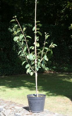 Pflaumenbaum Hauspflaume Prunus dom. ´Königin Viktoria´ 150 cm im Container