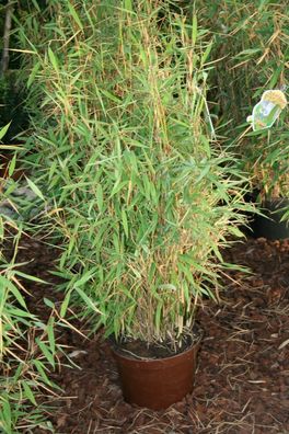 Robuster Gartenbambus Bambus Fargesia muriela ´Jumbo´ 60-80 cm im 7,5 Liter Topf