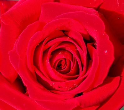 Rosa ´Ingrid Bergmann´ ® Rose Edelrose Teehybride Güteklasse A im Container