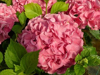 Hortensie Bauernhortensie Hydrangea macrophylla ´Bella Rosa´ 30-40 cm im Con.