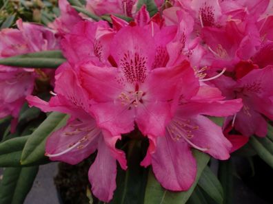 Rhododendron ‚Maifeuer‘ ® - Inkarho 40 - 50 cm im Container