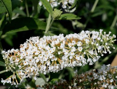 Schmetterlingsstrauch Buddleja davidii ´White Profusion´ 60 - 80 cm im Cont.