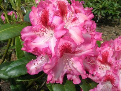 Rhododendron ‚Marianka‘ ® - Inkarho 30 - 40 cm im Container