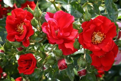 Edelrose Rose Rosa ´Alpenglühen´ Bodendeckerrose Güteklasse A im Container