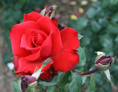 Edelrose Rose Rosa ´Grande Amor´ Teehybride Güteklasse A im Container