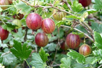 Stachelbeere Ribes uva-crispa 'Hinnonmäki' rot 40 - 60 cm im Container