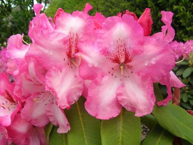 Rhododendron ‚Charis‘ ® - Inkarho 40 - 50 cm im Container