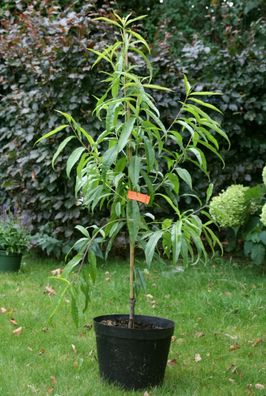 Pfirsichbaum Prunus persica ´Rekord von Alfter´ Halbstamm ca. 170 cm im Co