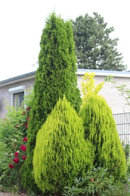 Thuja occidentalis ‚Smaragd‘ - Smaragd Lebensbaum 80-100 cm im 5 Liter Container