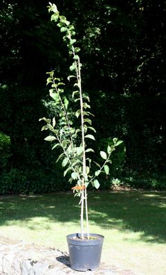 Pflaume Hauspflaume Prunus dom. ´President´ Halbstamm ca. 170 cm im Container